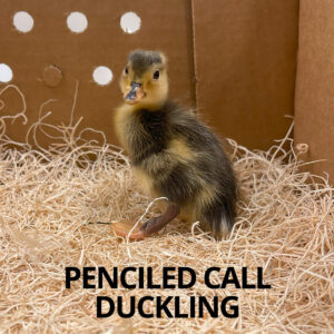 Buy sexed live Penciled Call duckling day-old