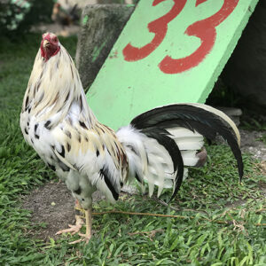 Peppers roosters for sale