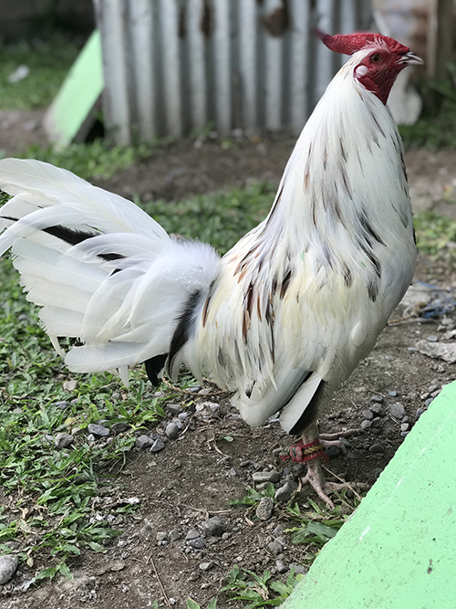 Peppers roosters for sale - Image 3