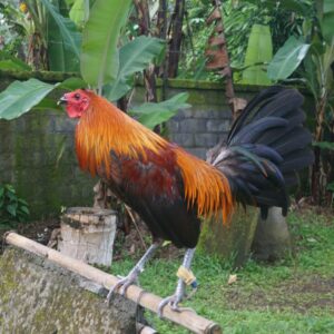 peruvian rooster for sale