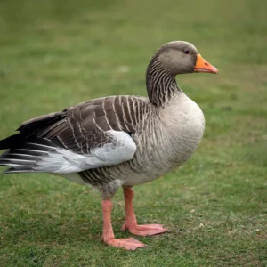 Pilgrim Geese