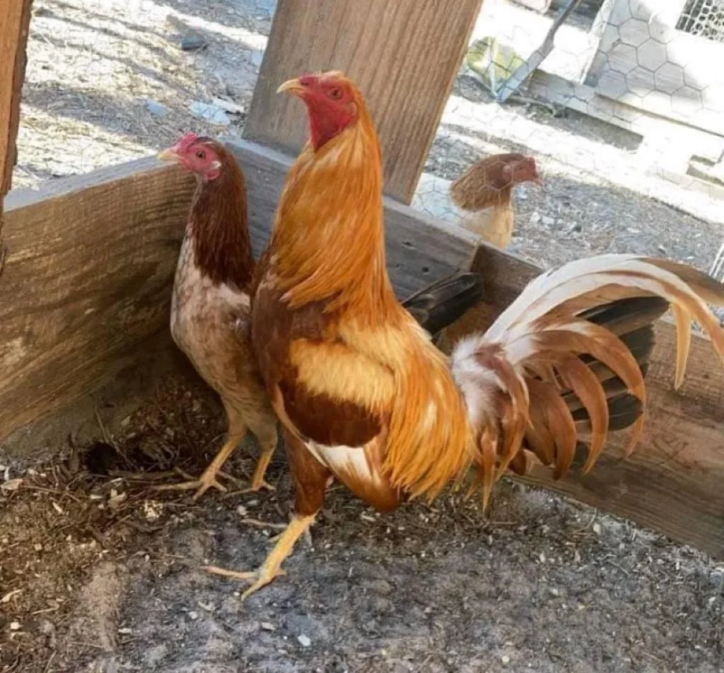 pumpkin hulsey roosters for sale