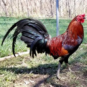 Buy purebred Rat Graves Leiper gamefowl roosters