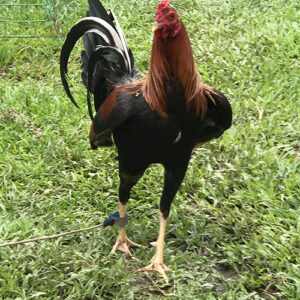 RedNecks Game Roosters for Sale