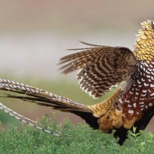 Reeves Pheasants
