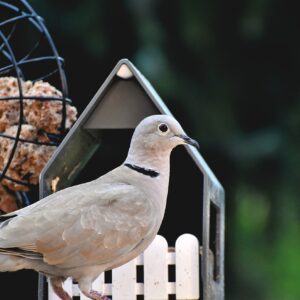 Ringneck Doves