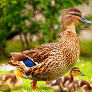 Rouen Duck