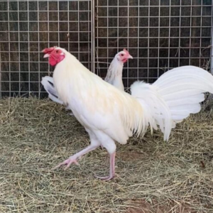 white kelso roosters for sale