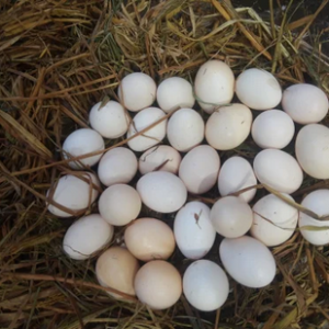 Albany Grey Gamefowl Hatching Eggs
