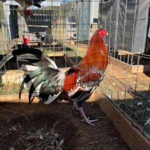 Buy purebred Morgan Whitehackle brood cocks