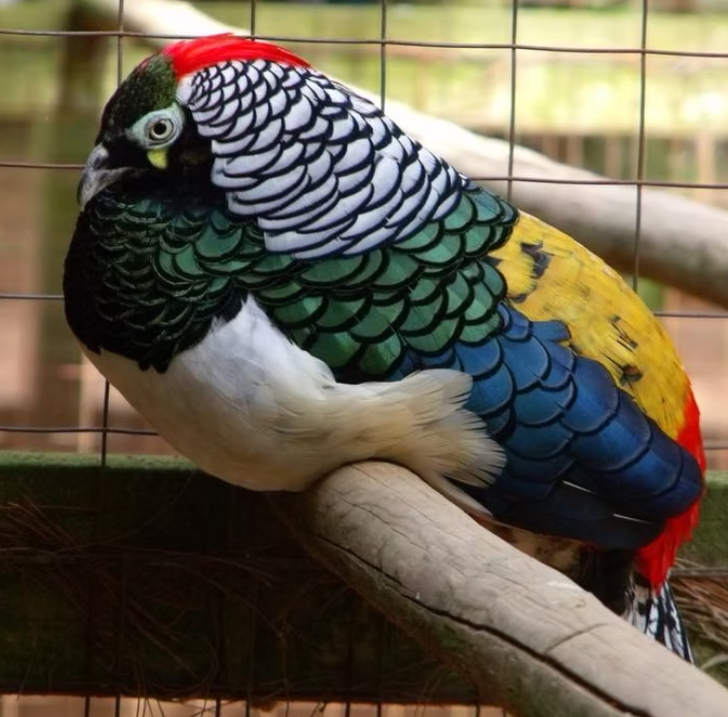 lady amherst pheasants for sale