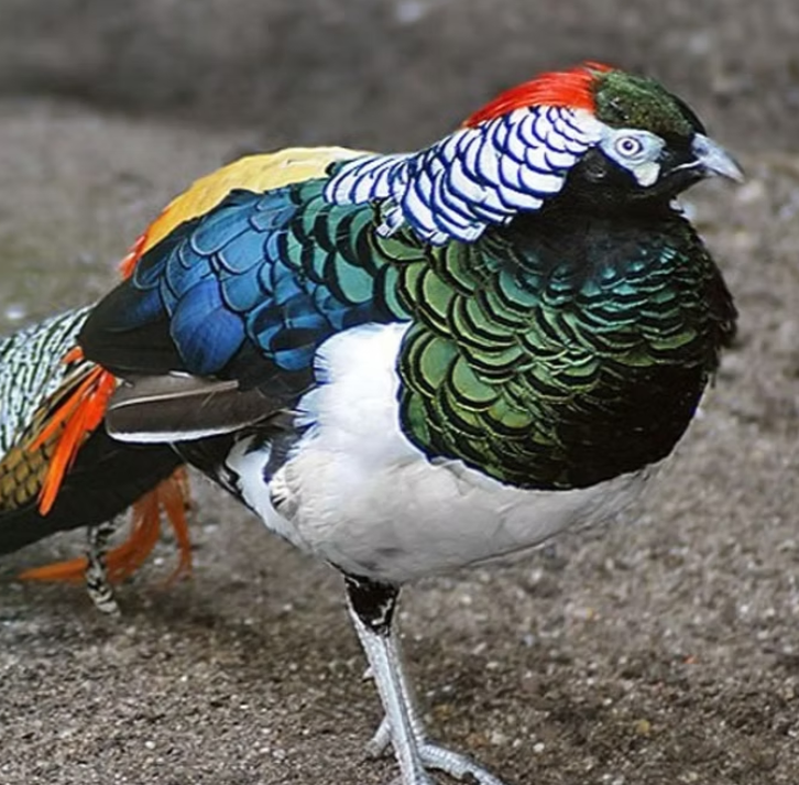 lady amherst pheasants for sale - Image 4