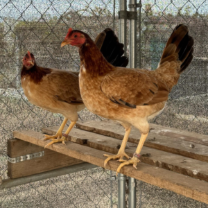 Pure Kelso Trio for sale