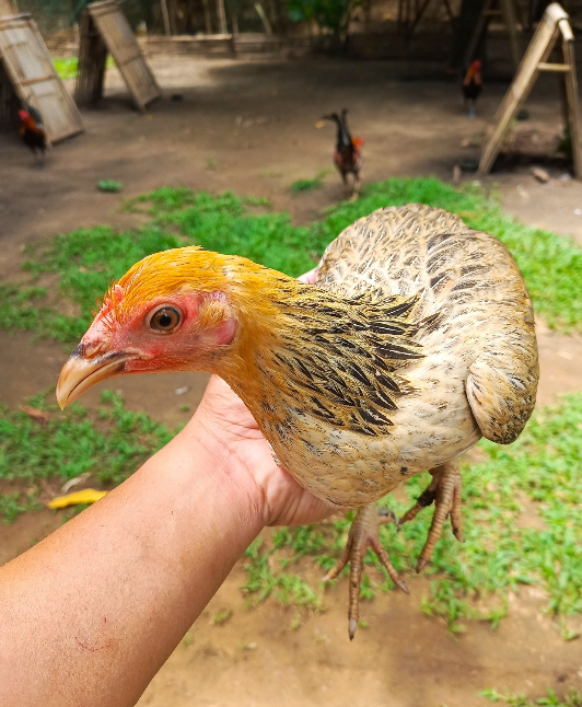 pure golden monkey sweater hens for sale
