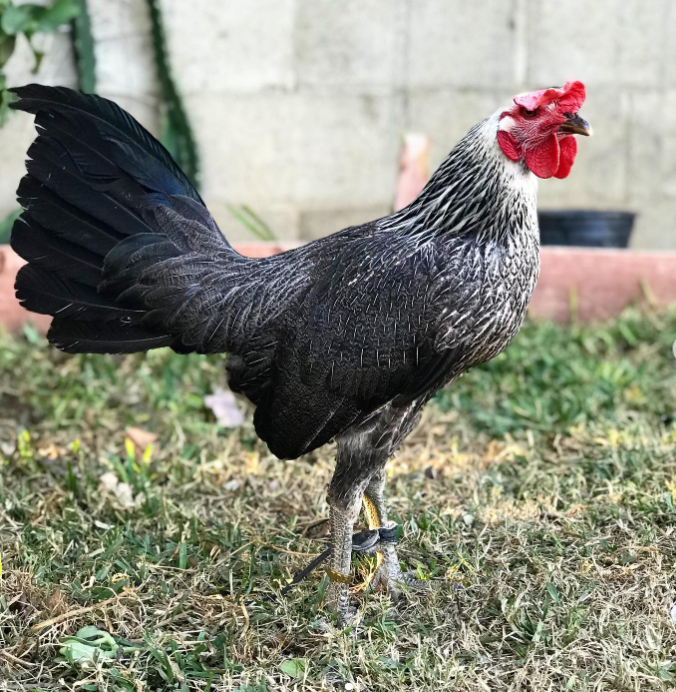 Purebred Grey Hennie Gamefowl Stags For Sale - Image 2