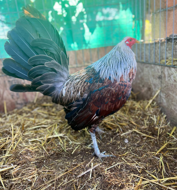 rare Grey Hennie gamefowl bullstags online