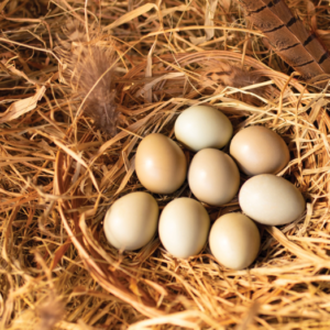 fertile Brown Eared Pheasant hatching eggs online