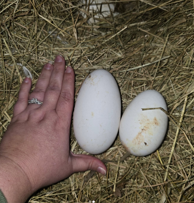 fertile Sebastopol Goose hatching eggs online