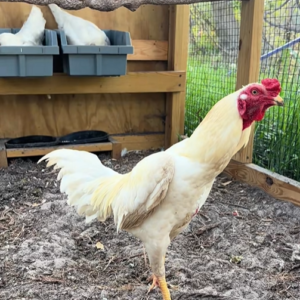Buy purebred White Cobra Aseel (Asil) brood cocks