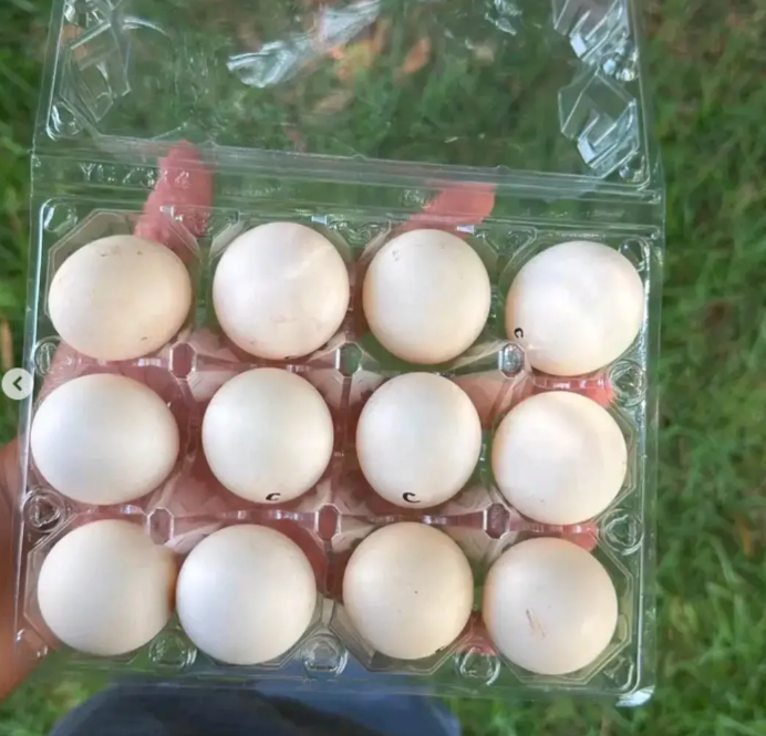Buy fertile Mel Sims Brown Red gamefowl hatching eggs