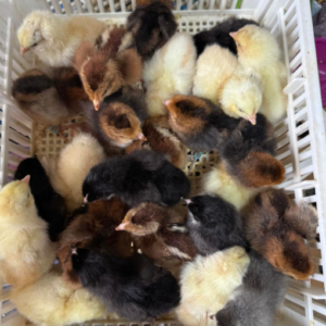 Whiting True Blue day-old chicks online