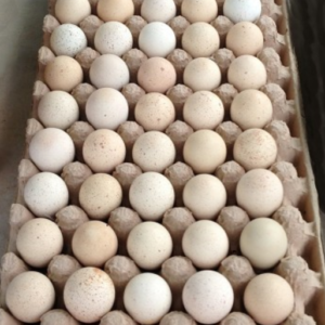 Buy fertile Barbary Partridge hatching eggs online