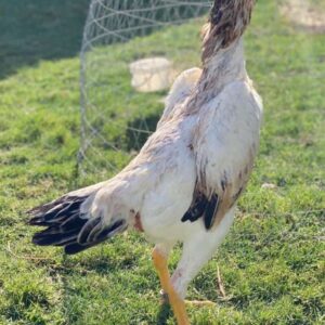 Purebred Shamo Gamefowl Roosters For Sale