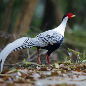 Silver Pheasants