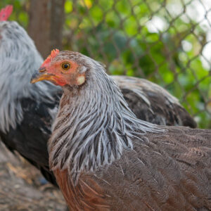 Rare Silver Duckwing Phoenix Hen for Sale