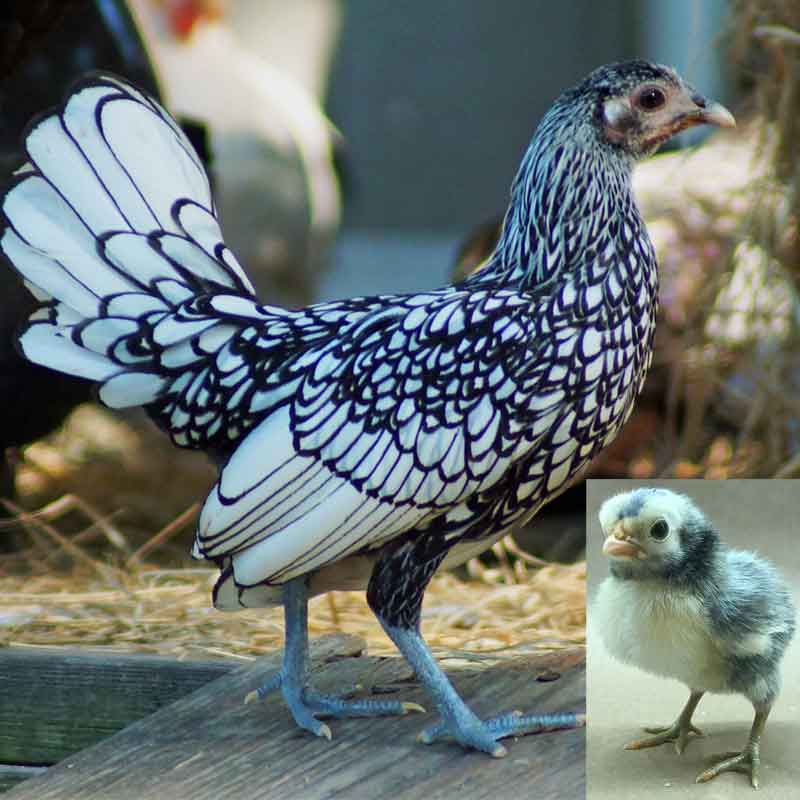 silver sebright bantam for sale