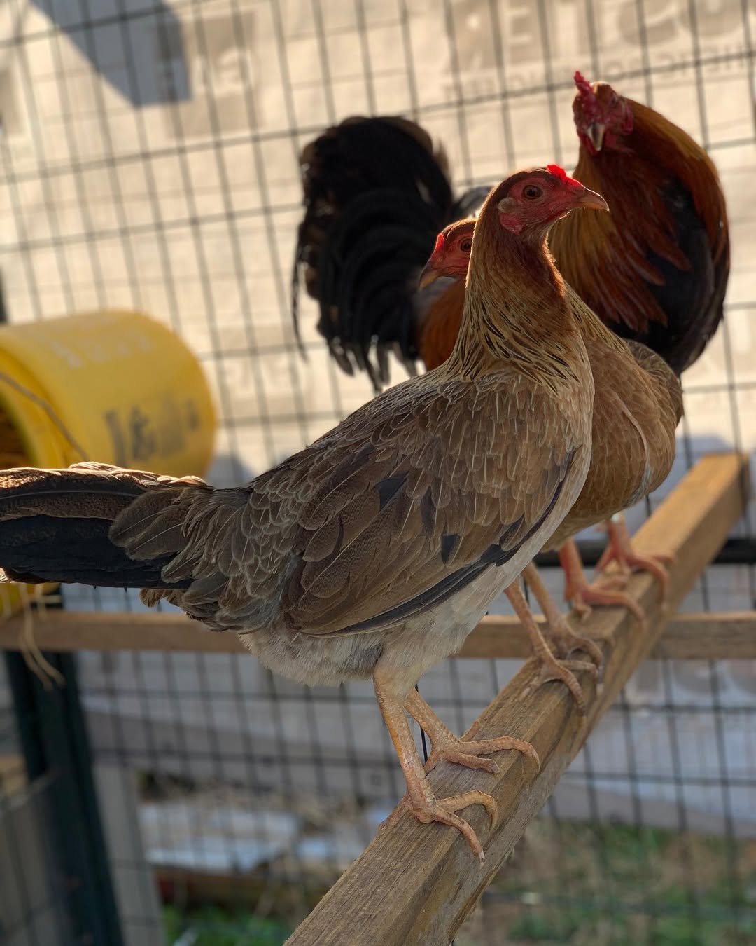 Purebred Lemon 84 Gamefowl Trios For Sale