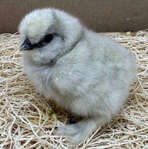Buy live Splash Bearded Silkie bantam day-old chicks