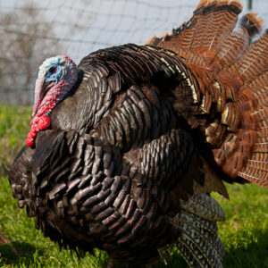 Standard Bronze Turkeys