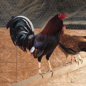 cardinal kelso cocks for sale