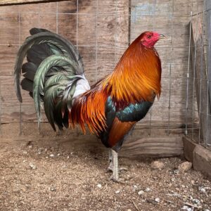 Purebred Gilmore Hatch Roosters For Sale