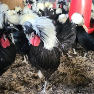 crested polish chickens for sale