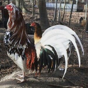 whitehackle game roosters for sale