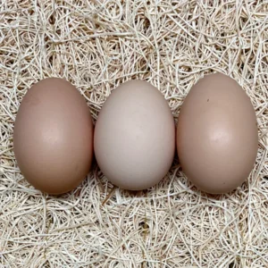 white plymouth rock hatching eggs for sale