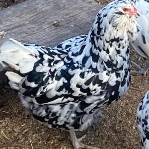 ermine ameraucana chickens for sale