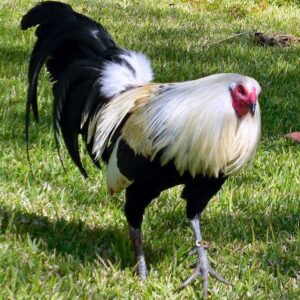 clement grey roosters for sale