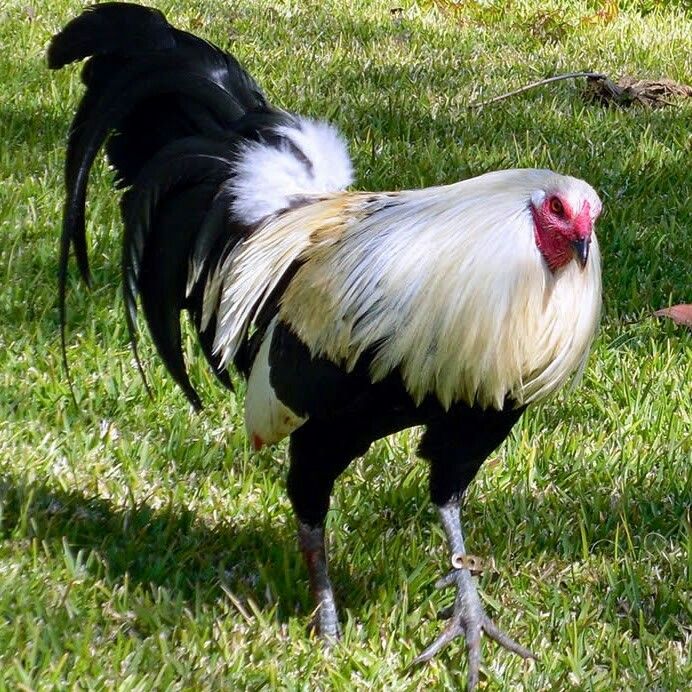 clement grey roosters for sale