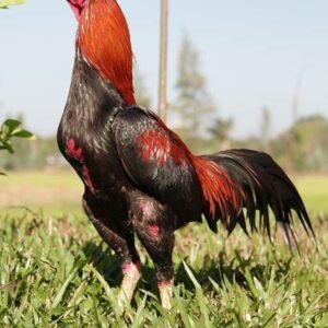 Buy purebred Thai gamefowl roosters online