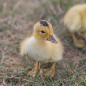 Buy live Silver Appleyard day-old ducklings online