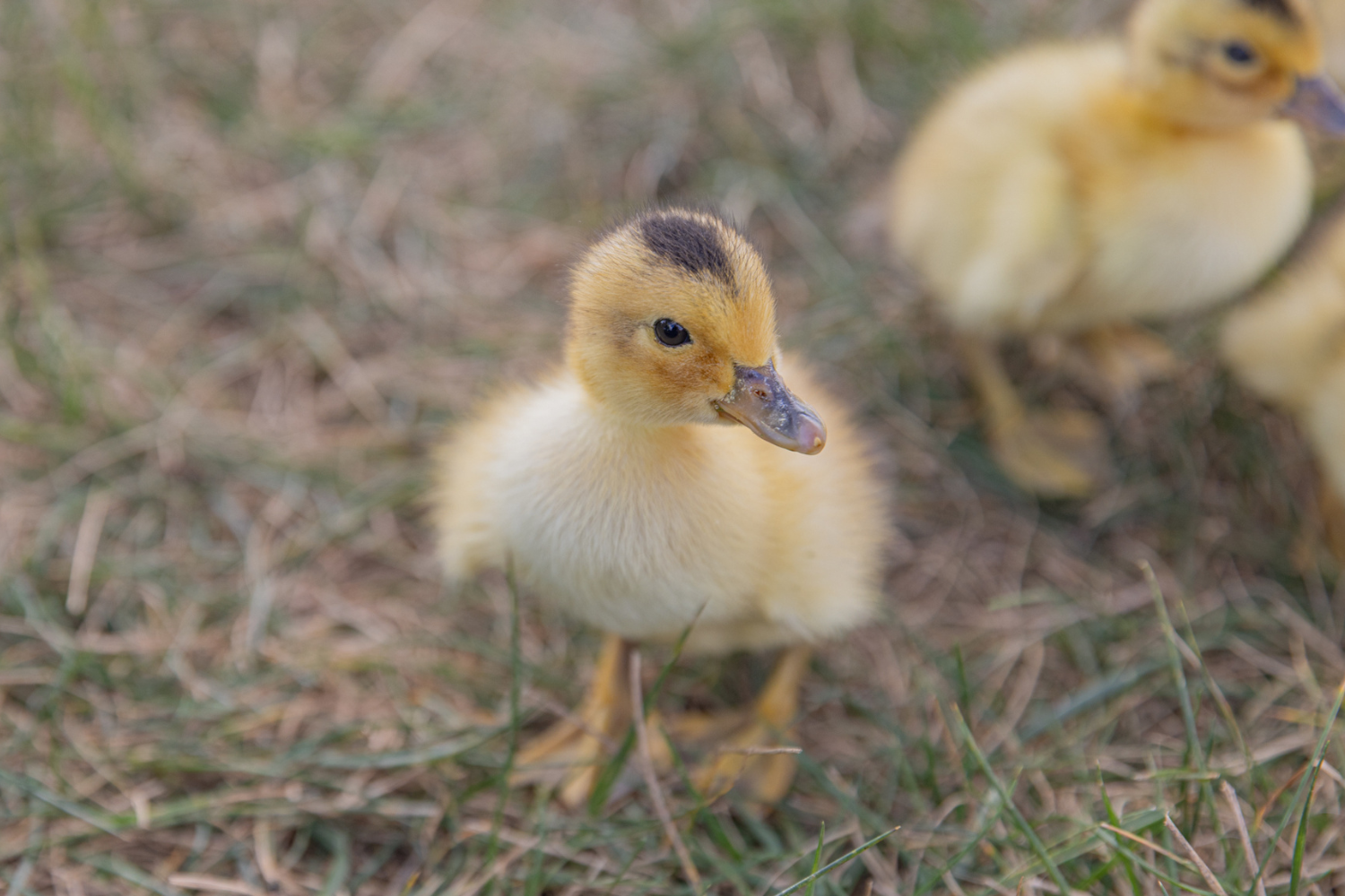 Buy live Silver Appleyard day-old ducklings online