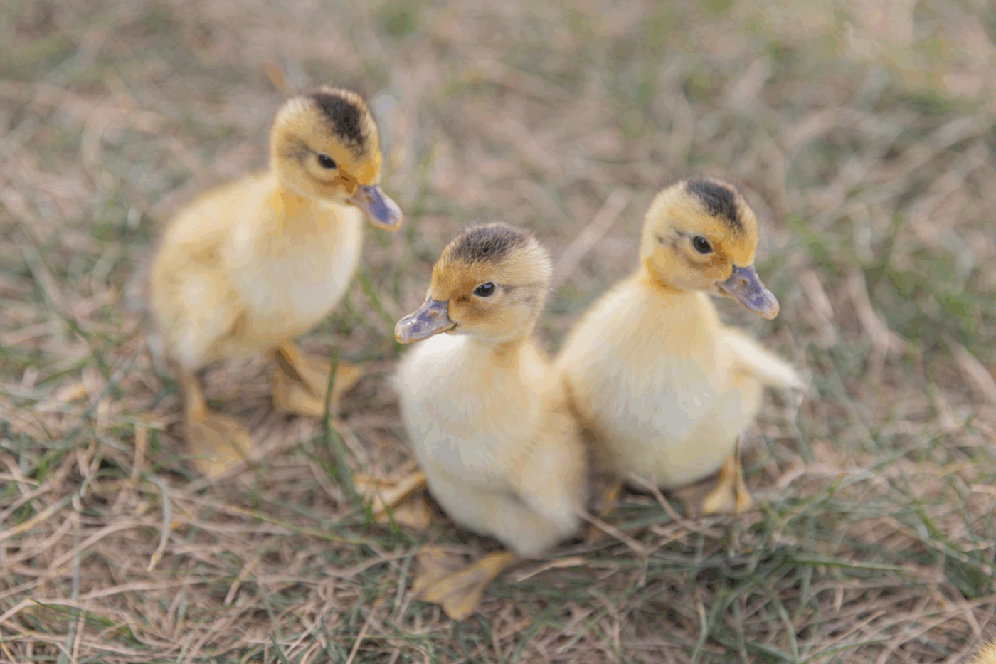 Buy live Silver Appleyard day-old ducklings online - Image 2
