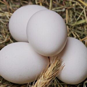 Available Austra White Hatching Eggs