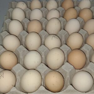 Available Black Laced Silver Wyandottes Hatching Eggs