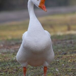 Buy purebred White Chinese single adult geese