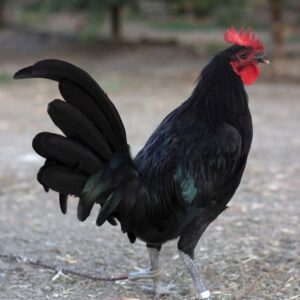 purebred Solid Black Mug gamefowl cocks