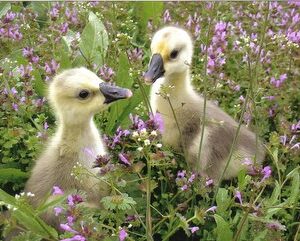 Buy sexed live Brown African day-old goslings